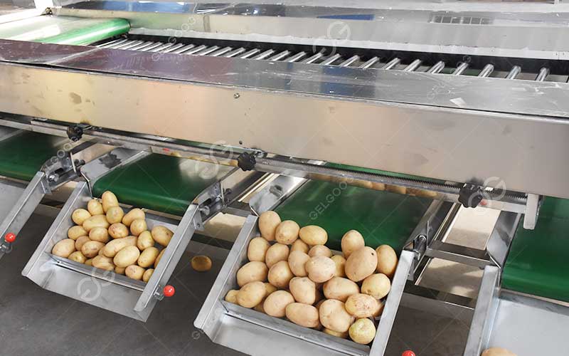 potato sorting system
