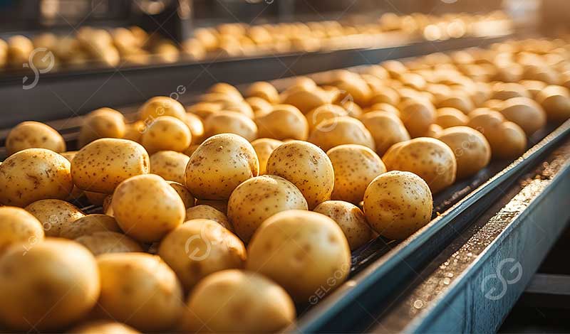 potato processing line